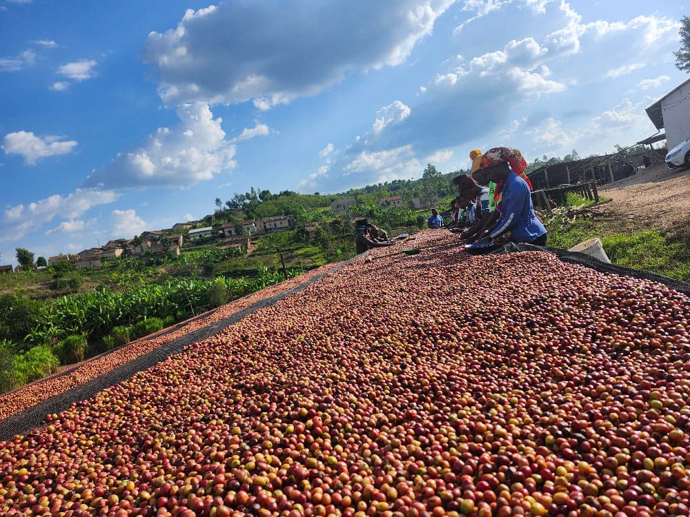 What Is Coffee Processing? A Complete Beginner's Guide