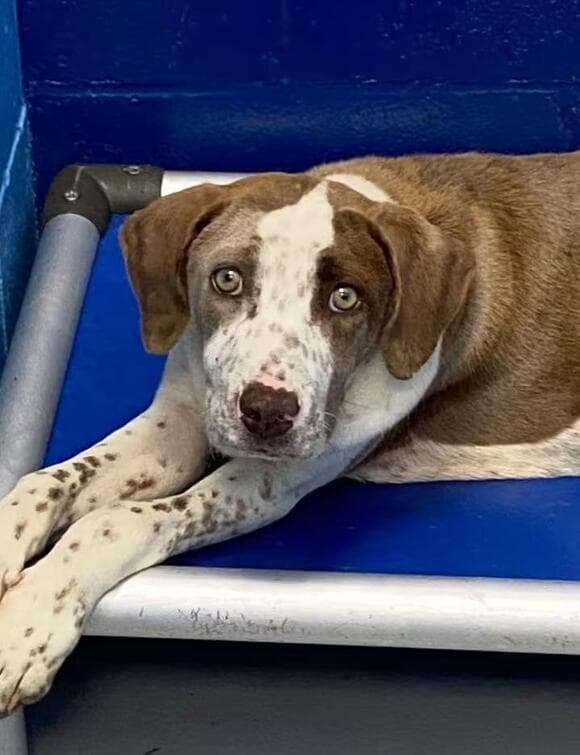 🐶 Playful, Loyal & Loving Dogs Ready for Adoption in Hartsville