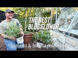 The Prettiest Blue Flower & Small Garden Task
