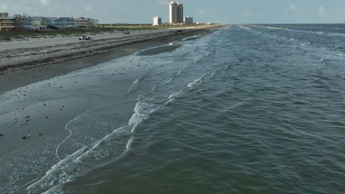Teen injured after shark bite near Galveston, Coast Guard says