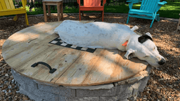 Barkitecture: 12 dog-friendly landscaping ideas for your ...