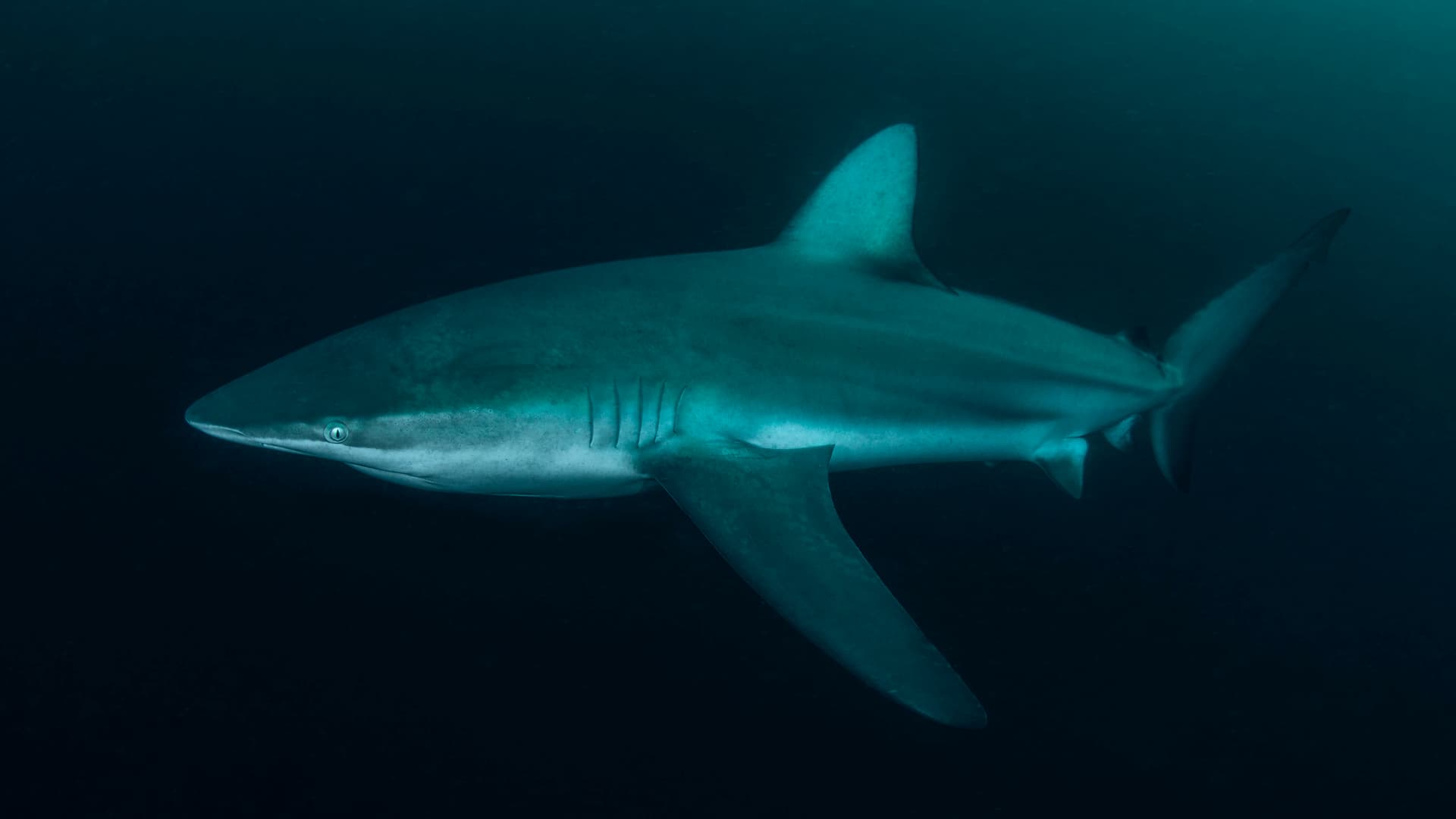Great whites now have company off Cape Cod as researchers track return of dusky sharks