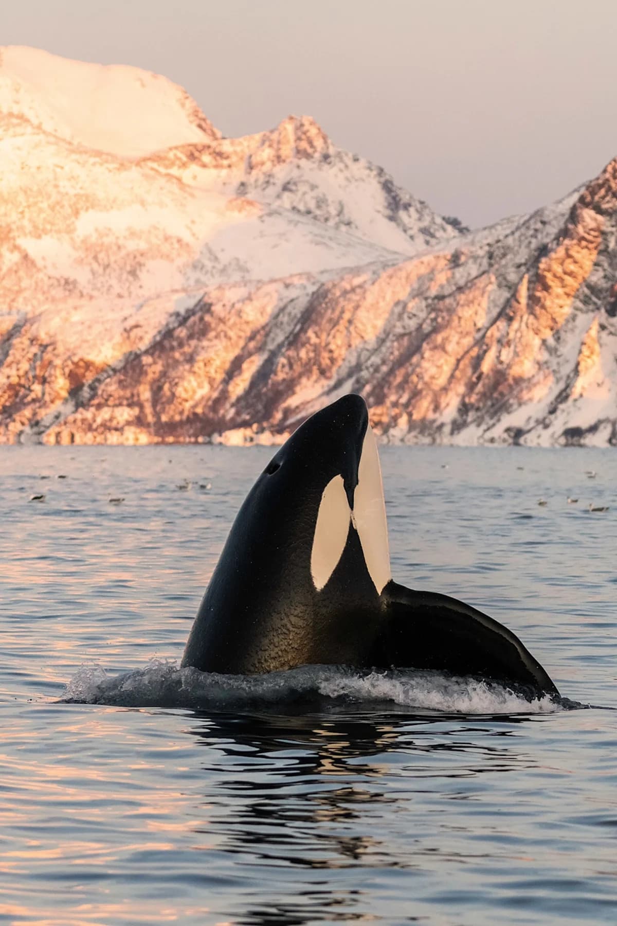 What it's like to swim with wild orcas and come out calmer