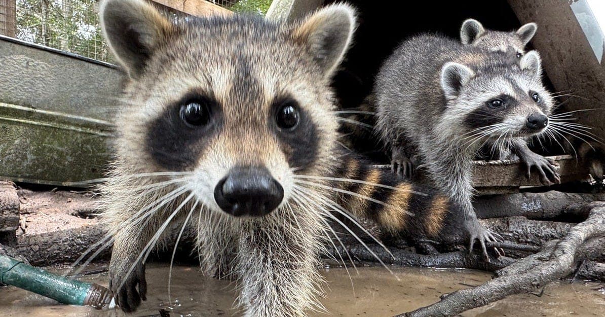 Raccoon Boot Camp Sends Its Newest Graduates Into the Wild