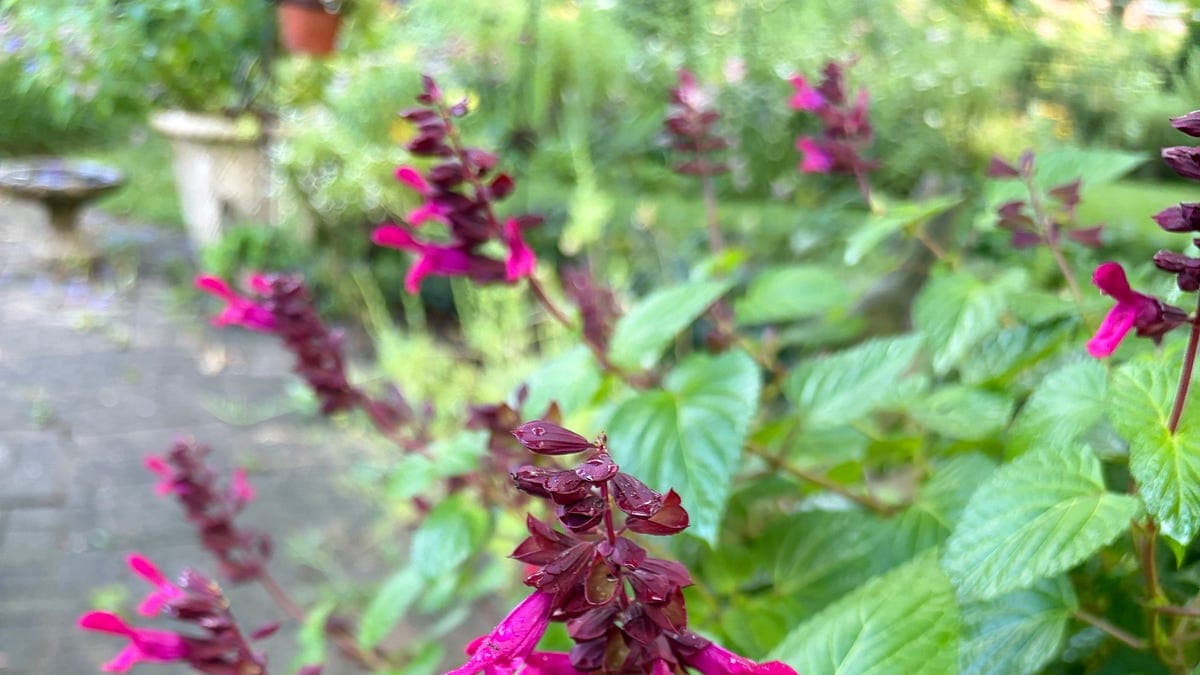 More Summer in the Garden - by Dee Nash