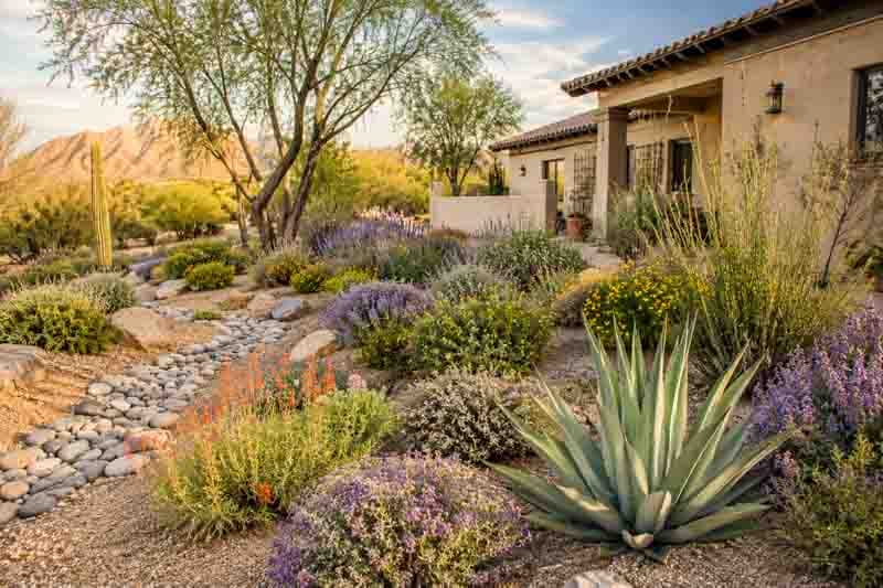 Best Plants for Sandy Soil and Drought - Gardenia.net