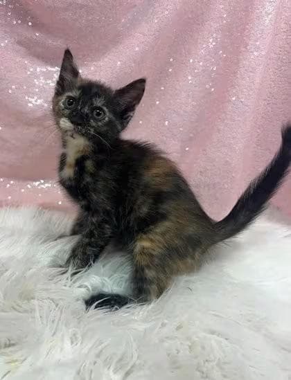 🐱 Sweet Cats Ready for Adoption in Clarkesville, GA