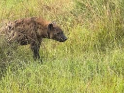 Hyena research project, United tansania