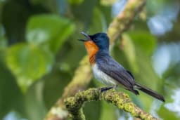 Samoa Conservation Society joins as BirdLife's 125th Partner