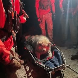 Search and rescue volunteers save injured husky in backcountry rescue