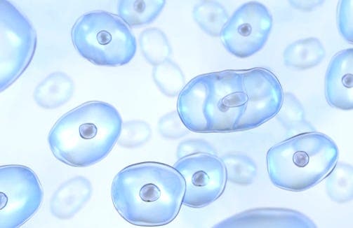 In a First, Scientists are Rewinding Human Cells Back to a ‘Youthful’ State. Is This the Dawn of Immortality?