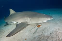 Study reveals drugs found in sharks of the Bahamas, including cocaine and caffeine
