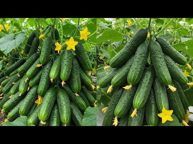 Spring container combos & small-space yields