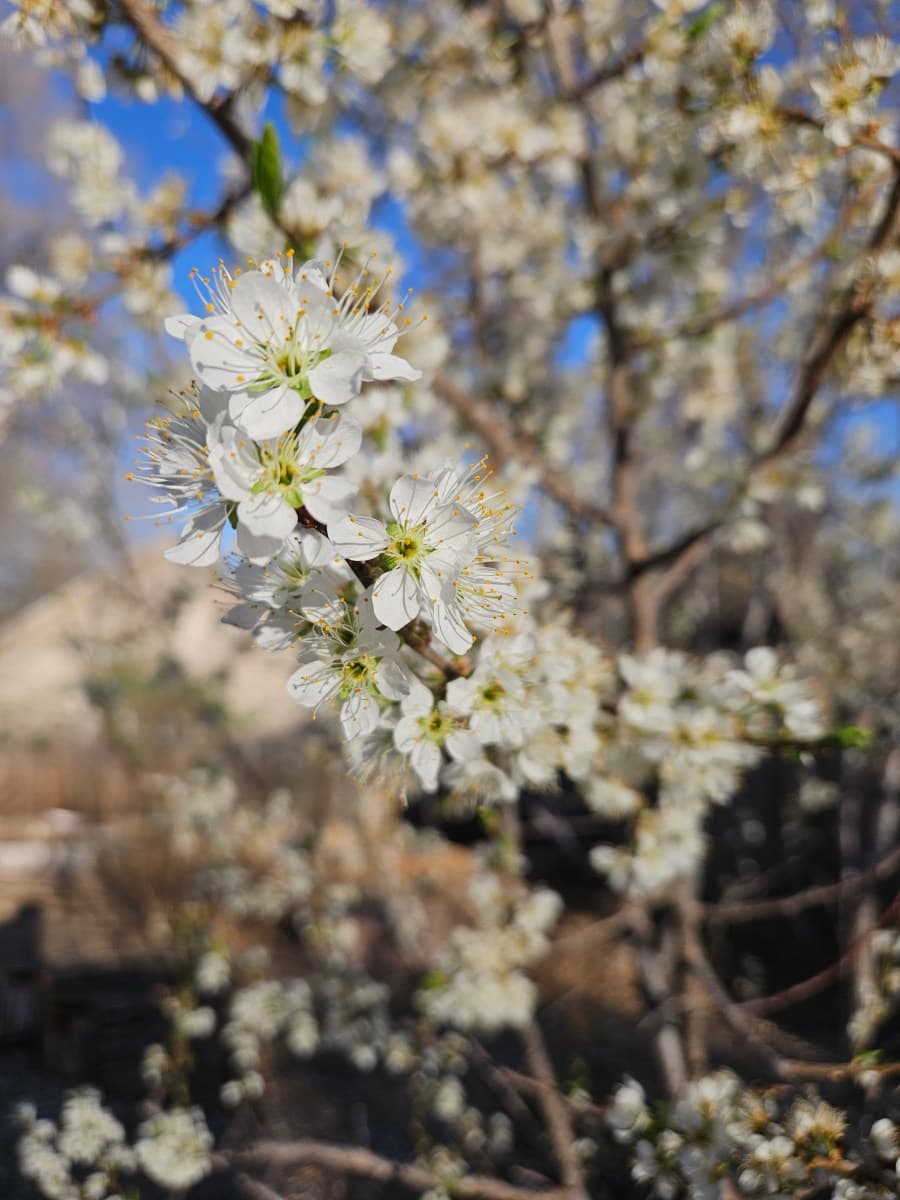 Growing Fruit Trees in Denver, CO