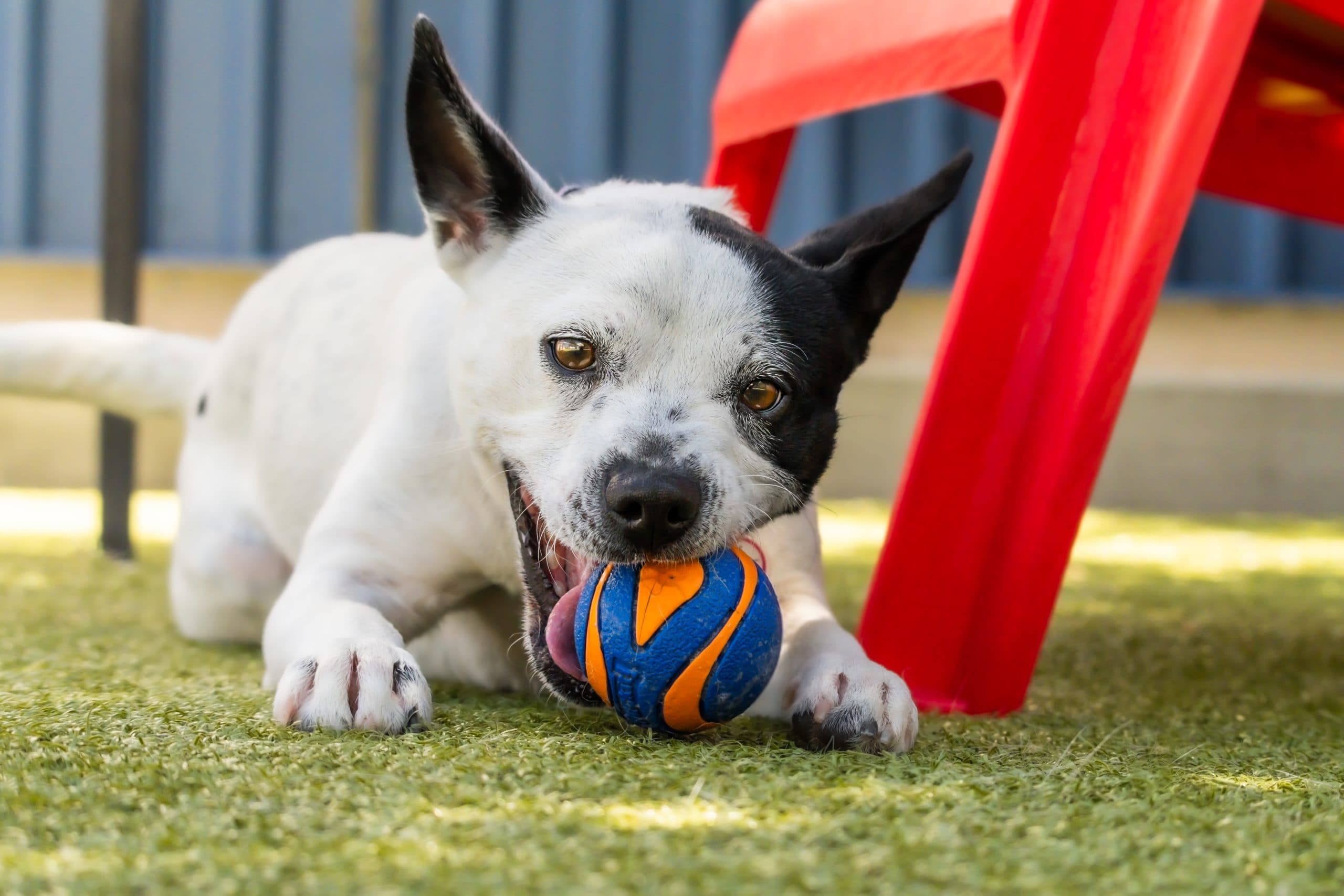 A most worthwhile day: Adopt-a-Pet on June 6