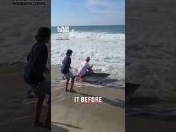 Great White Shark Rescued From Fishing Hook 🦈❤️