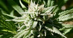 Trump DOJ Reportedly Reclassifies Marijuana, Leaving Policy Gaps for Employers