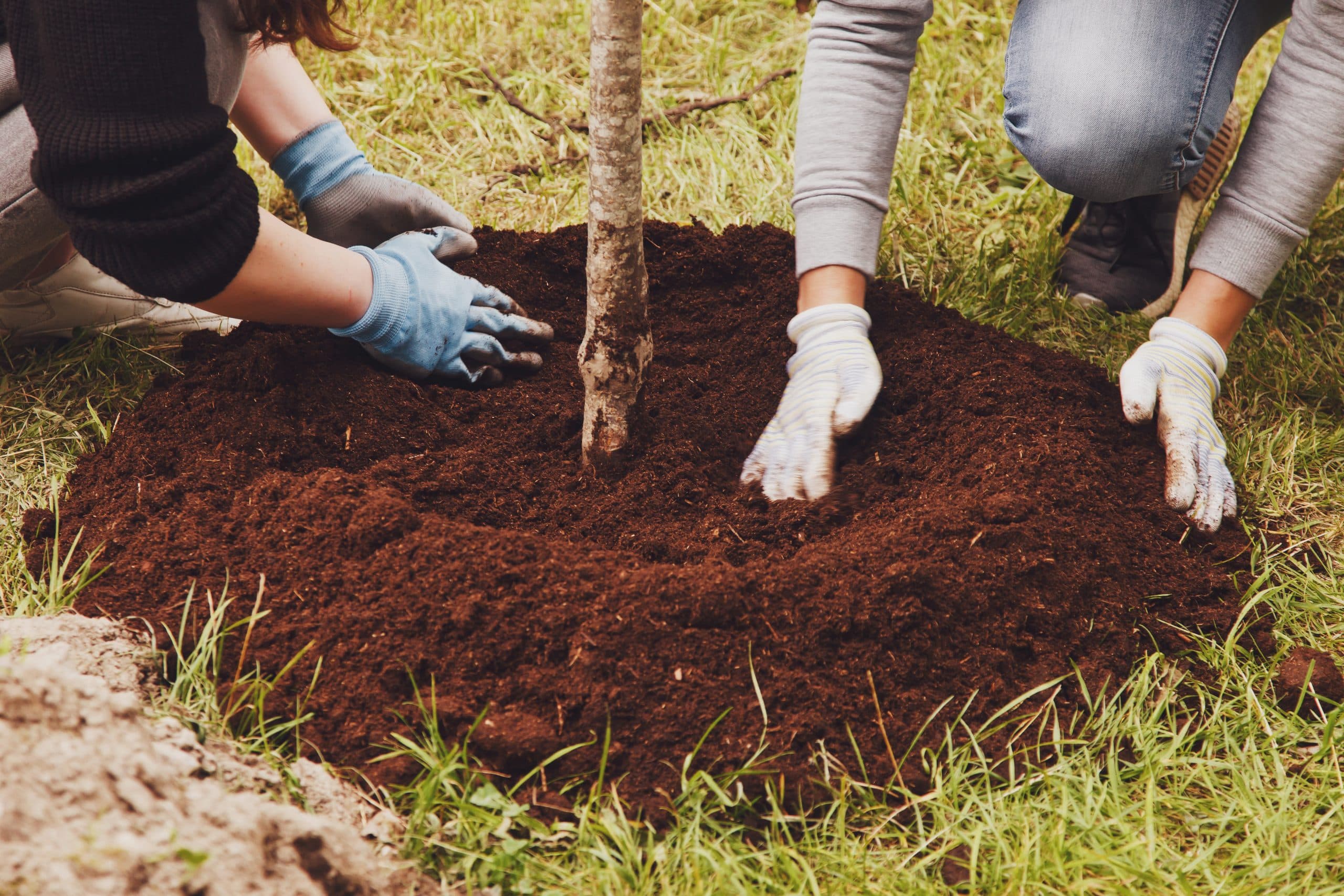 Can You Plant Trees Near Utility Lines? A Homeowner's ...