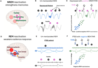 Could sleep engineering be used to combat PTSD and depression? | PLOS Biology