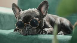 This Luxury Fashion Brand Quietly Dropped a Pet Collection, and Shoppers Are Freaking Out