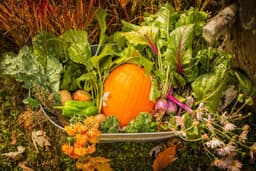 Organic Gardening Tips for Fall: What Most Skip - Elm Dirt