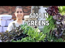 Growing $100 of Organic Lettuce in a 2 foot vertical space