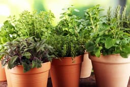 10 Easy Herbs That Grow Beautifully In Pots With Very Little Effort