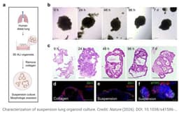 Human Lung Organoids with a Built-In Immune System Could Transform Respiratory Disease Research