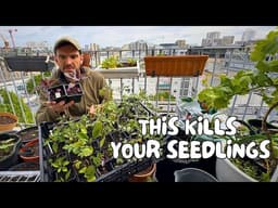 How to start HARDENING OFF SEEDLINGS without killing them (14-day lapse)