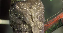 Feds no longer protect endangered species habitat. States ...