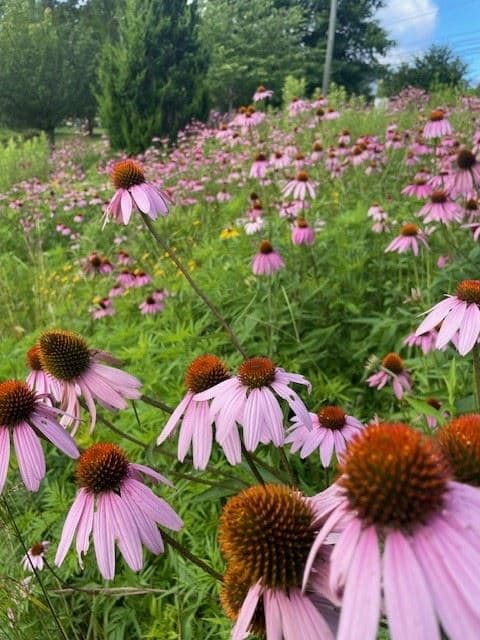 Sustainability blooms in different varieties across Brookhaven