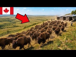 Canada Released 50 Bison Into a Forgotten Prairie — What They Did Next Was Unthinkable