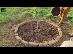 I Cleaned the Most Stubborn Weeds Around My Fruit Tree and Built a Beautiful Garden Bed in One Day!