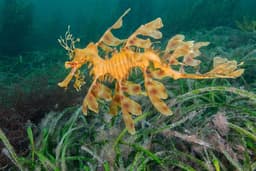 Australia's seagrass meadows under pressure as climate ...