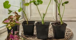 How to overwinter cuttings of certain potted plants indoors