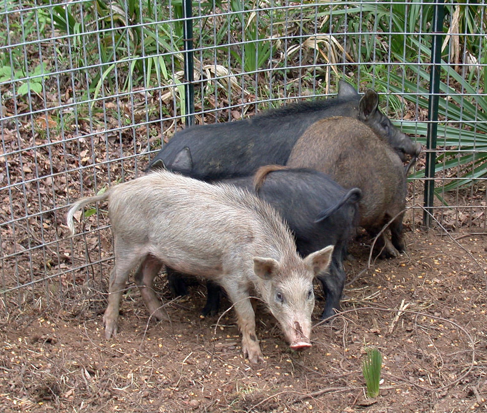 Georgia's feral swine going hog wild, racking up $150 ...