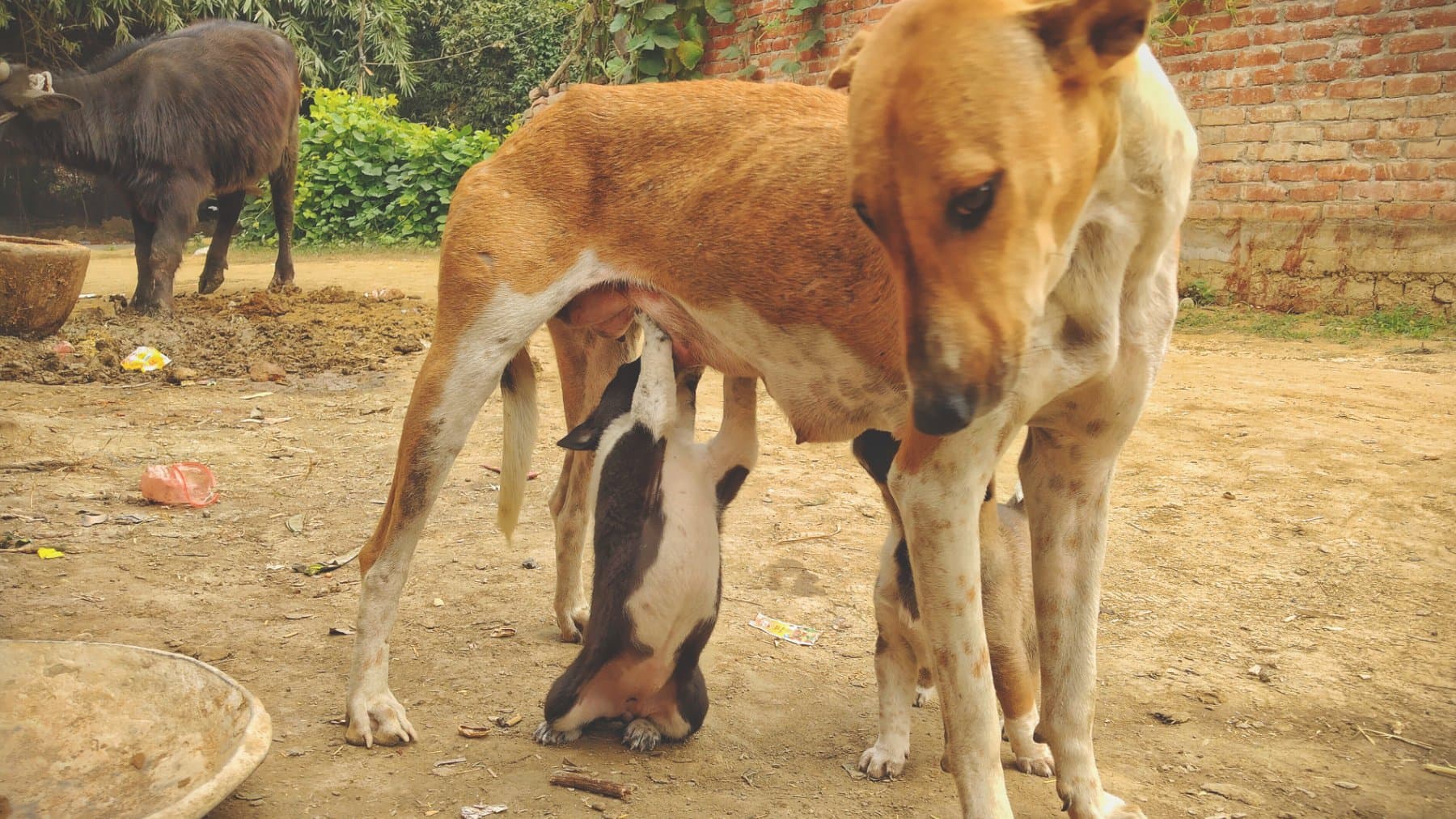 A woman stopped beside a wooded road in Brazil after spotting two ...