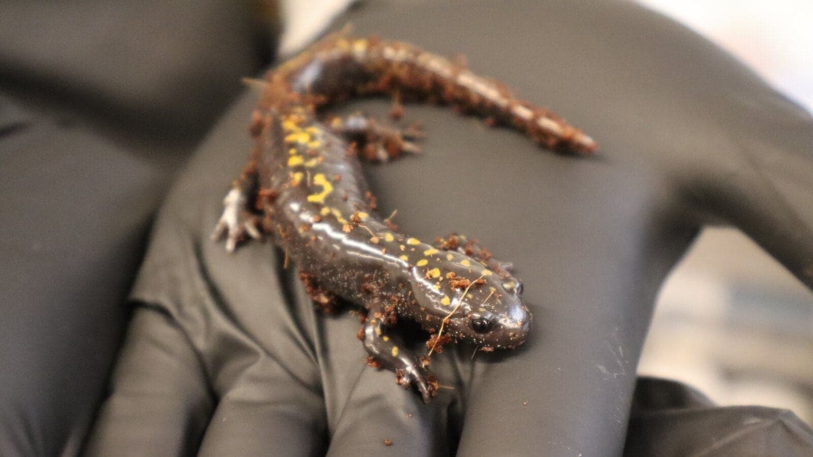 Last chance for Santa Cruz long-toed salamanders