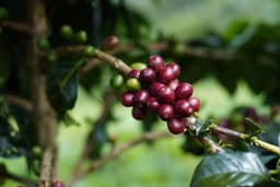 Pacamara Coffee Explained: Origin, Flavor & Genetics