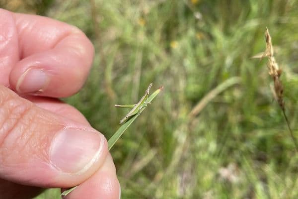 Supporting an endangered species by restoring native ...