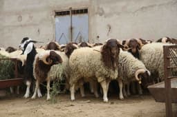 Aïd Al-Adha 2026 : quand les “chennaqa” font grimper la facture - Le Matin.ma