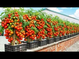 Grow Massive Tomatoes & Cucumbers in Balcony Buckets All Year!
