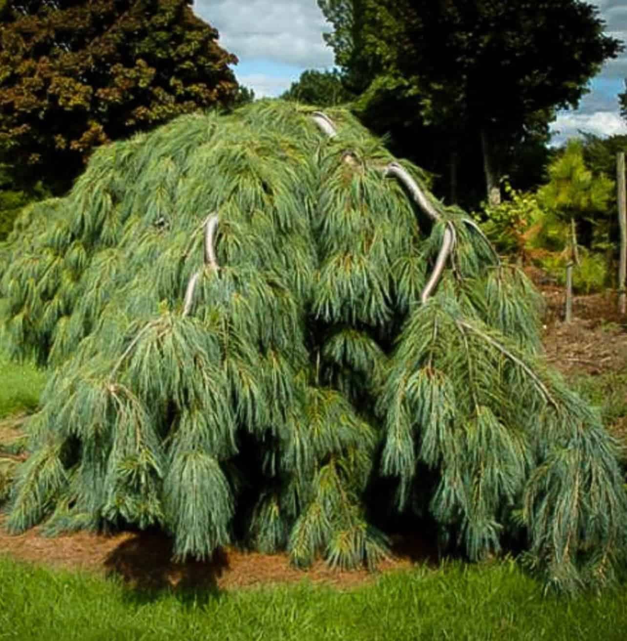 Japanese Garden Plants That Thrive in South Carolina's Climate