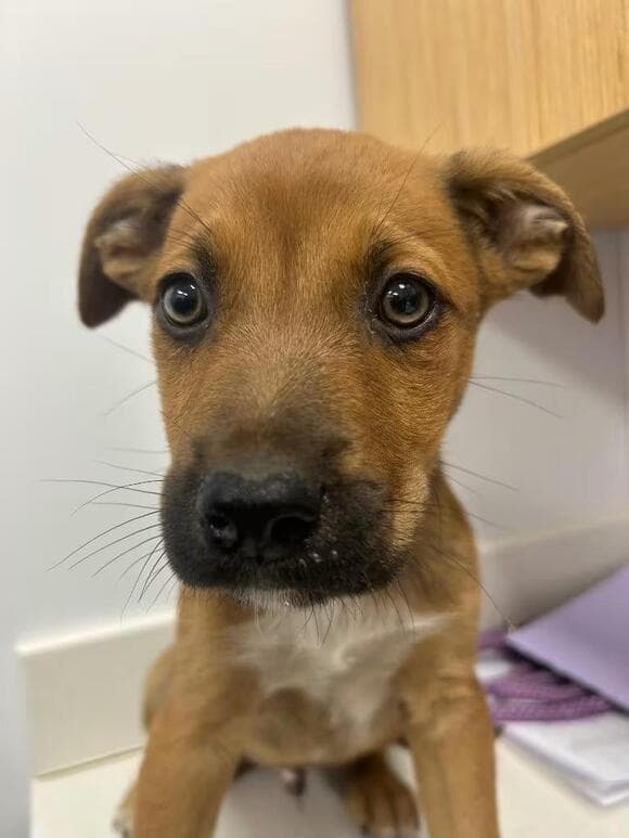 🐶 Playful Puppies Ready for Adoption in Hartsville, SC