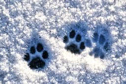  Wildlife Tracking Certification Workshop at Camp Beech Cliff 