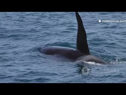 Orcas hunts white sharks for liver 