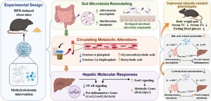 Methylcobalamin alleviates obesity through gut microbiota remodeling and modulation of bile acid-associated NF-κB signaling in mice