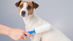 Greg Keogh's lint roller side hustle nets up to $115K a year