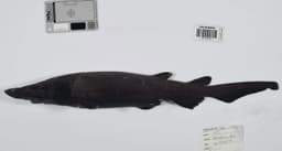 Coral Sea expedition yields 110+ new species, with taxonomic count potentially exceeding 200