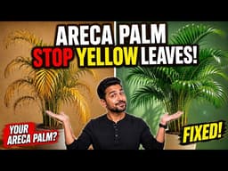Areca Palm Leaves Turning Yellow? Here's the Real Fix! | Areca Palm Plant Care!